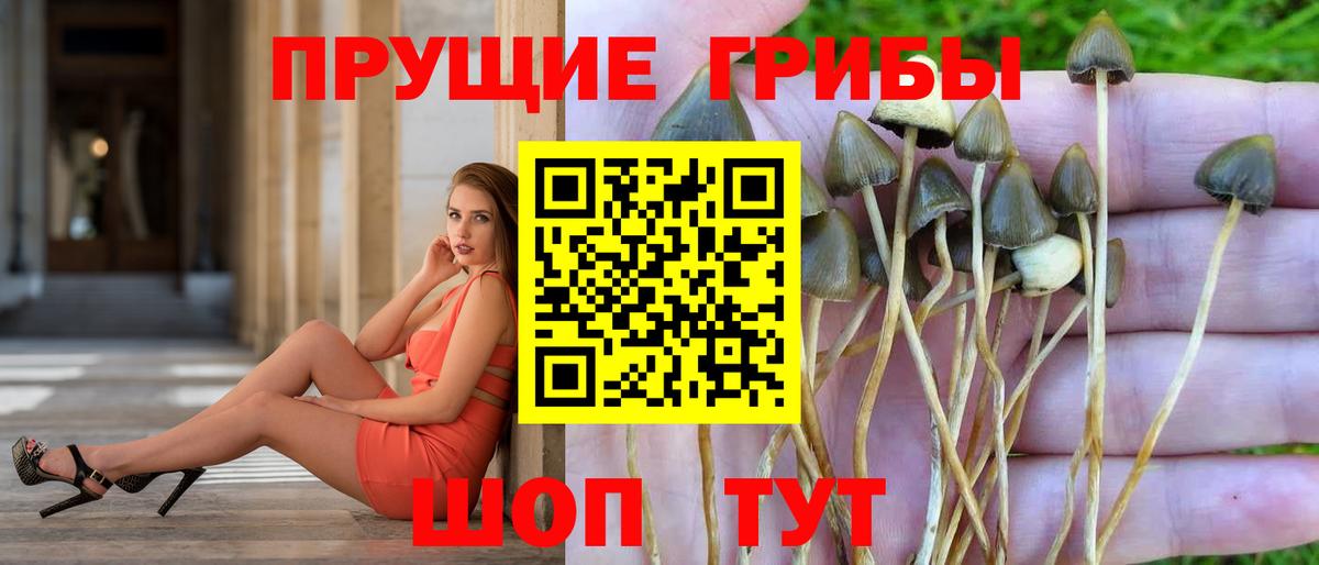 Галлюциногенные грибы Psilocybine cubensis Учалы